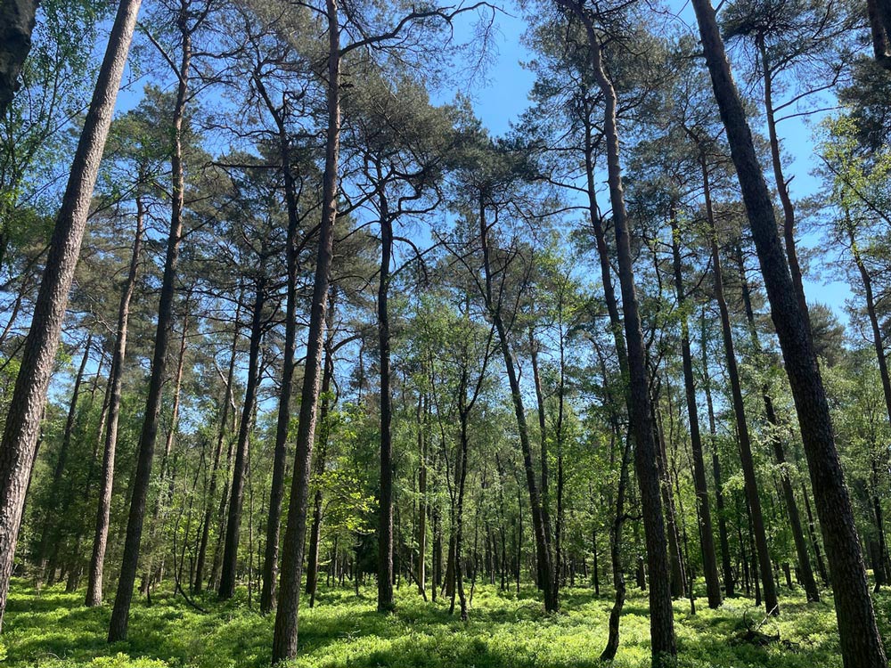 bos meubelmakerij veluwe